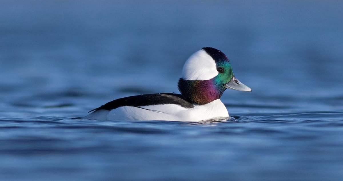 BStrong Golf Tournament 2022 - Default Image of Bufflehead Sponsor Only (NO GOLFERS)