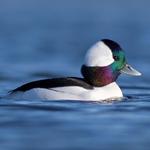 Image of Bufflehead Sponsor Only (NO GOLFERS)
