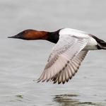 Image of Canvasback Sponsor Only (NO GOLFERS)