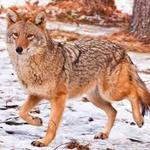 Image of Coyote Sponsor 