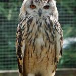 Image of Owl Sponsor