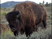 12th Annual Golf Outing in Support of Camp Mary Orton - Default Image of Bison Sponsor ( Lunch or Dinner Sponsor)