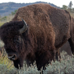 Image of Bison Sponsor ( Lunch or Dinner Sponsor)