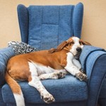 Image of Lazy Dog Sponsor