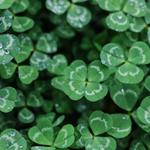 Image of Lucky Golfer Package