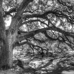 Image of CENTURY TREE - TITLE SPONSOR