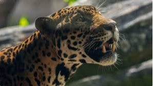 1st Ever PSMS PTA Golf Outing - Default Image of Super Jag Sponsor