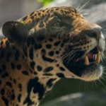 Image of Super Jag Sponsor