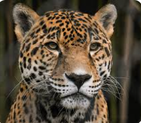 1st Ever PSMS PTA Golf Outing - Default Image of Jag Sponsor