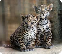 1st Ever PSMS PTA Golf Outing - Default Image of Jag Cub Sponsor