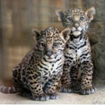 Image of Jag Cub Sponsor