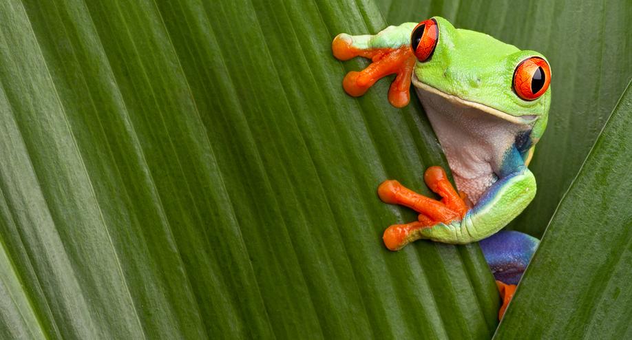 Tree Frog Service LLC