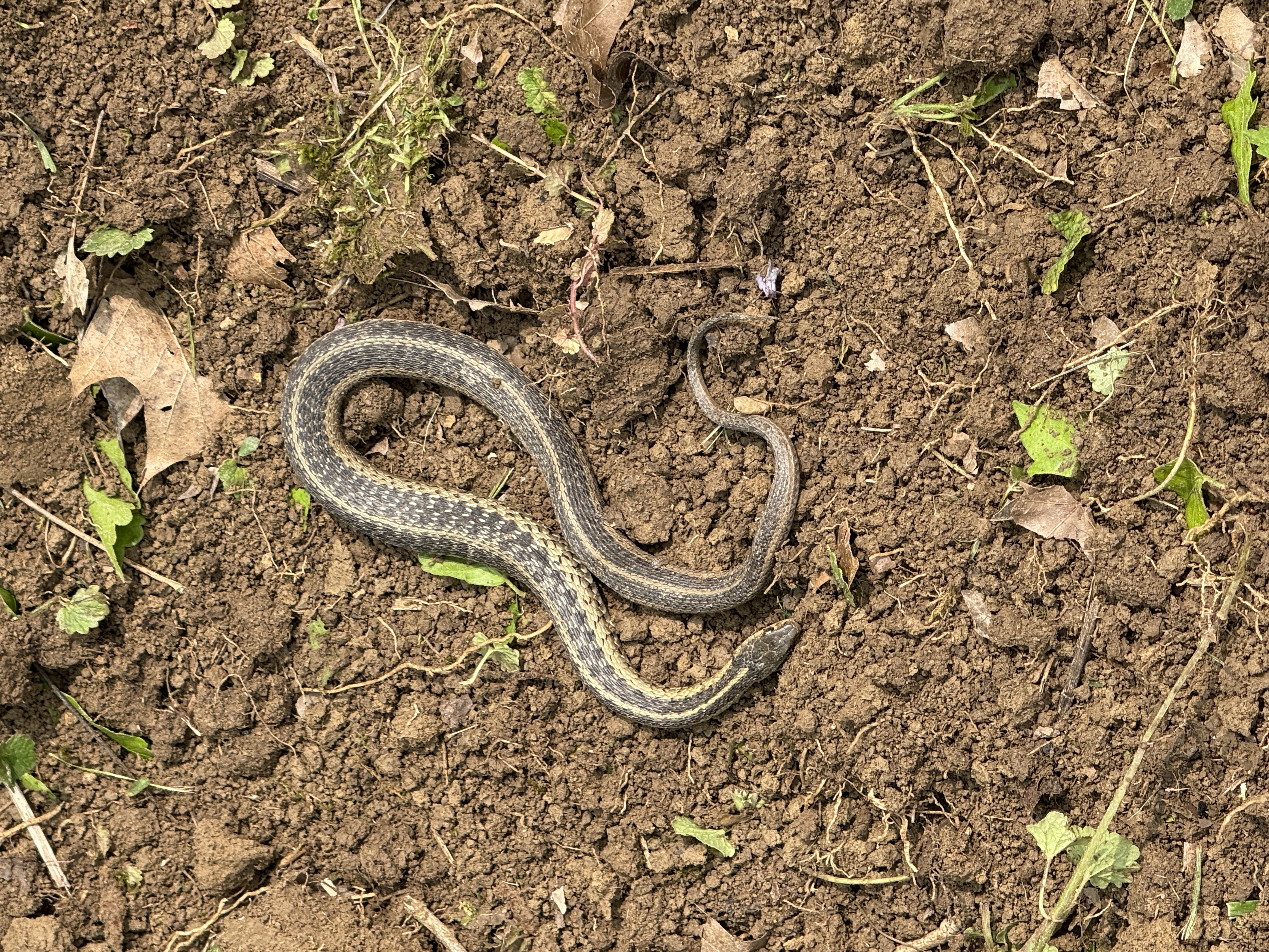 Hole Sponsor - Darrell and Jillian Mosley  - Logo