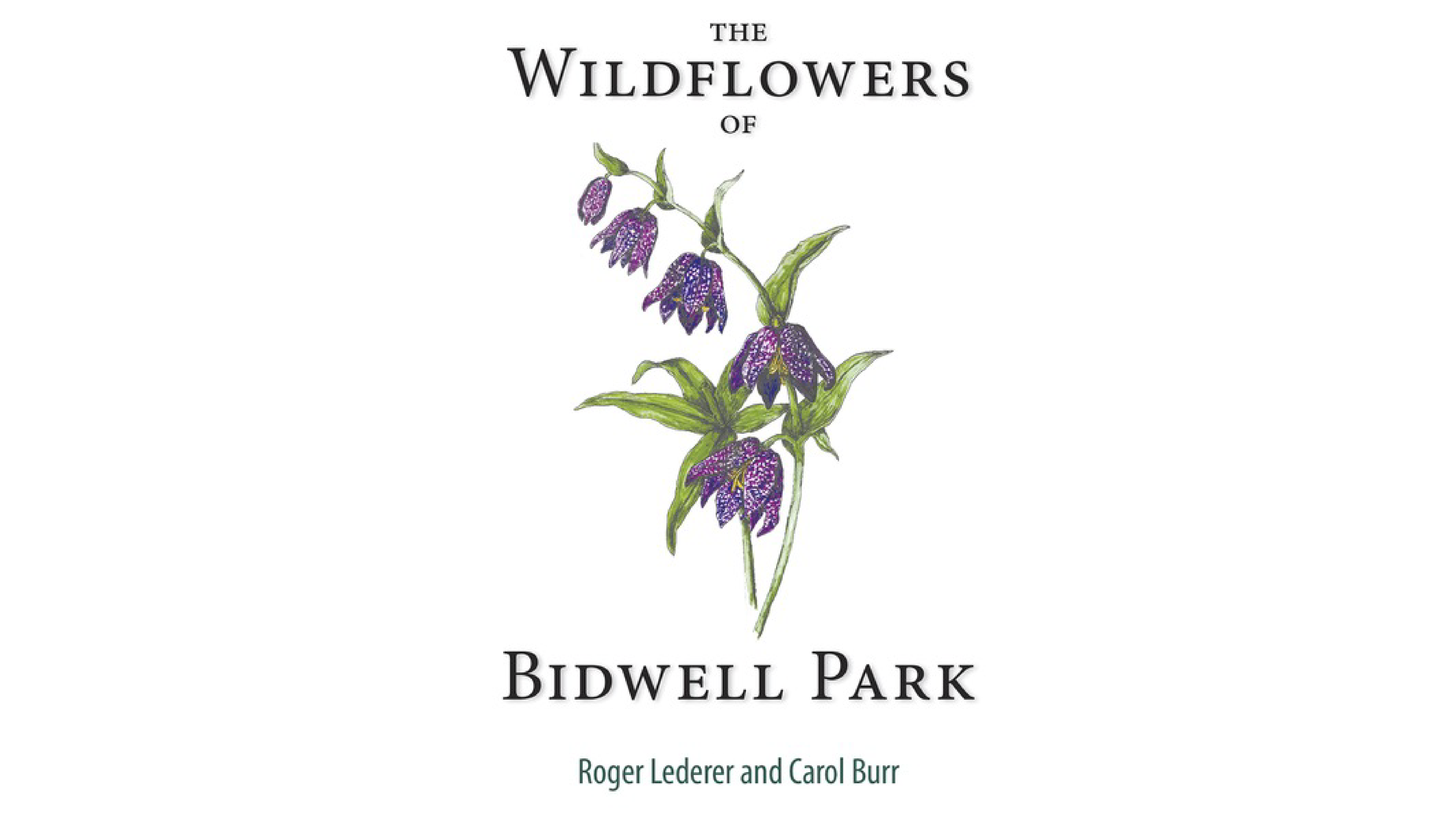 Wildflowers of Bidwell Park