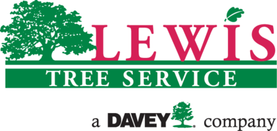 Lewis Tree