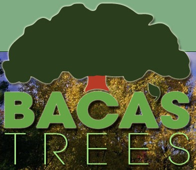 Awards Dinner Sponsor - Baca's Trees - Logo