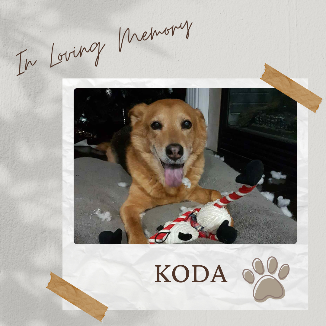 Hole Sponsor - In Loving Memory of Koda - Logo