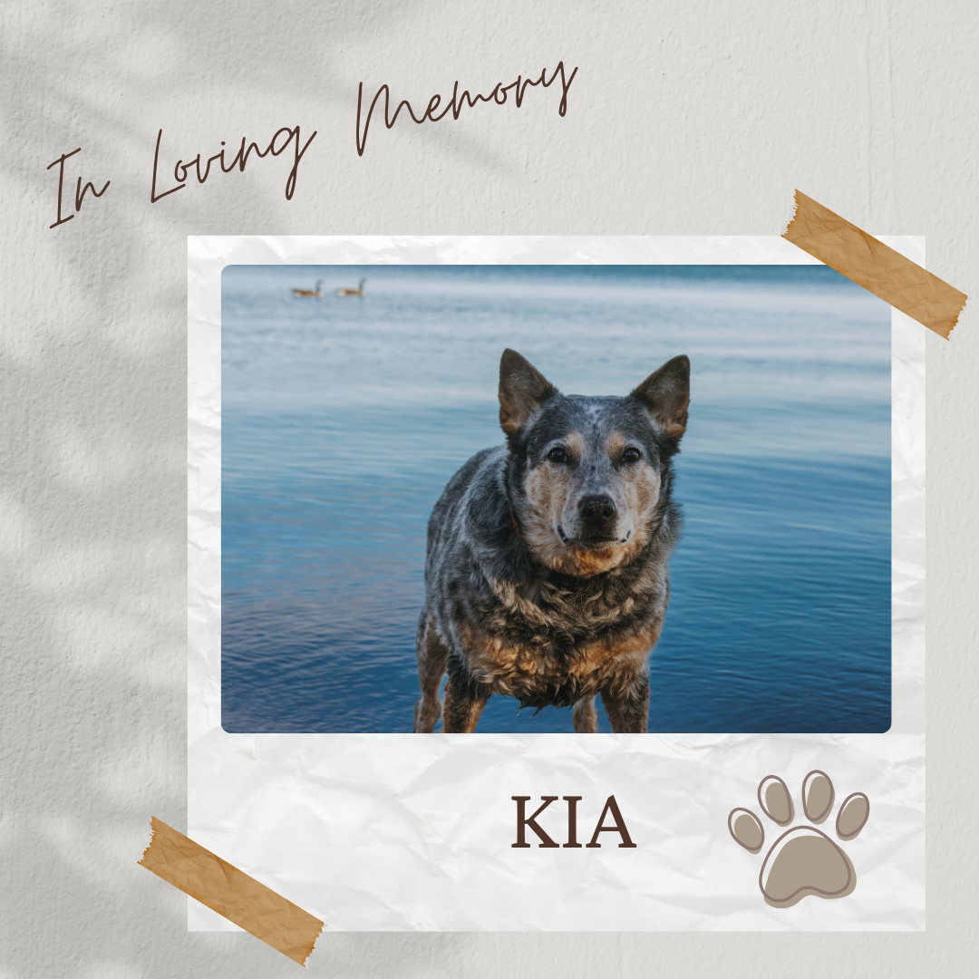 Hole Sponsor - In Loving Memory of Kia - Logo