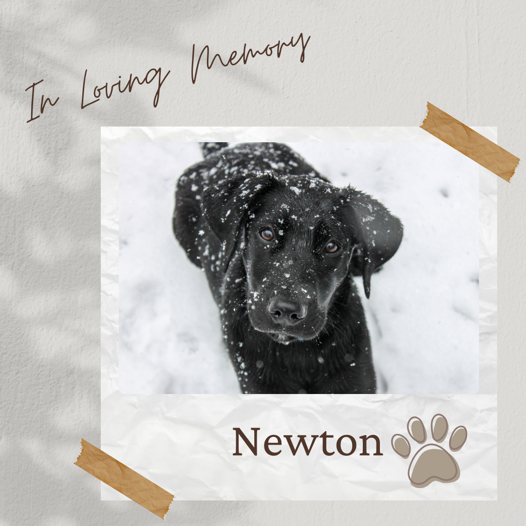 Tee Sponsor - In Loving Memory of Newton - Logo