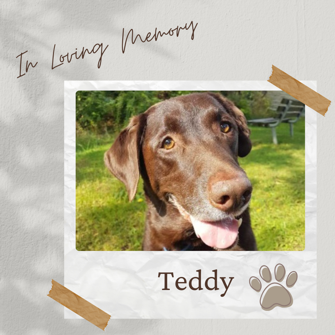 Tee Sponsor - In Loving Memory of Teddy - Logo
